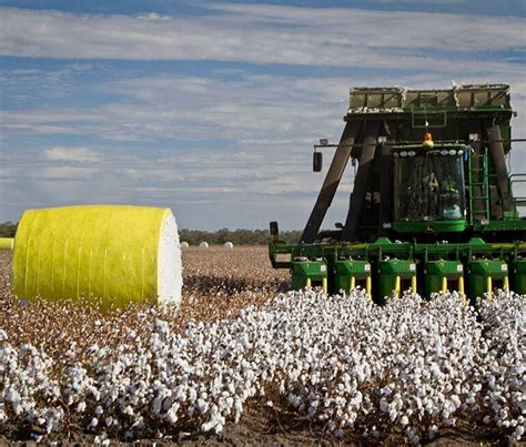 how cotton is picked