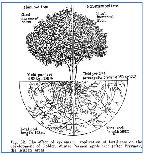how deep are apple tree roots