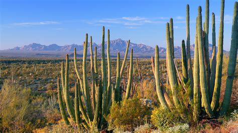 How Desert Plants Survive Vancleave X27 S Science Desert Science Experiments - Desert Science Experiments