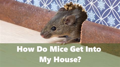 how did mice get in my house