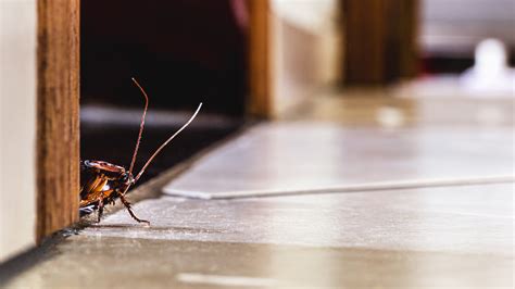 how did roaches get in my house