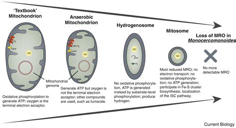 How Did The Mitochondria Evolve