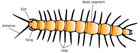 how many legs does a centipede has