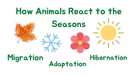 How Do Animals React During A Total Solar Science Paln - Science Paln