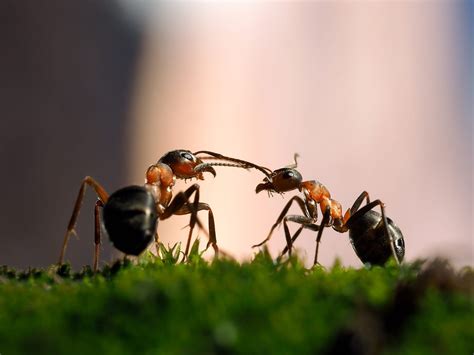 How Do Ants Communicate
