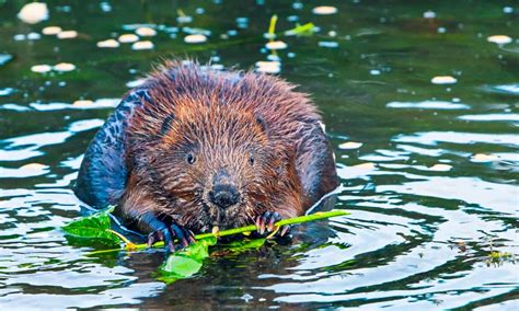 How Do Beavers Prepare For Winter