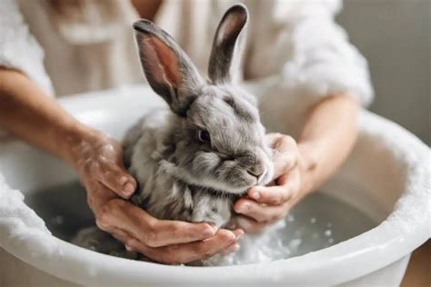 how do you wash up rabbits