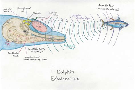 how deeds dolphins hear echolocation