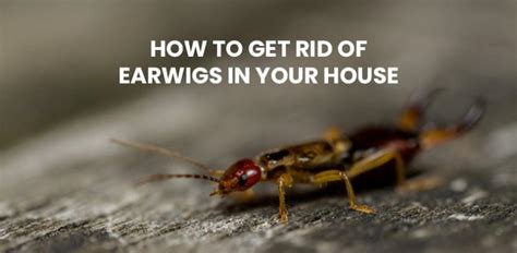 how do earwigs get into the house