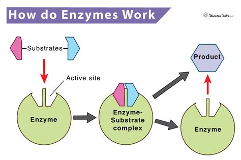 How Do Enzymes Work
