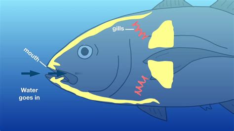How Do Fish Breathe Underwater Little Bins For Fish Science Activities For Preschoolers - Fish Science Activities For Preschoolers