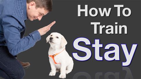 how do i teach a dog to stay