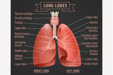 How Do Lungs Work Human Body Project For Lungs Worksheet Kindergarten - Lungs Worksheet Kindergarten