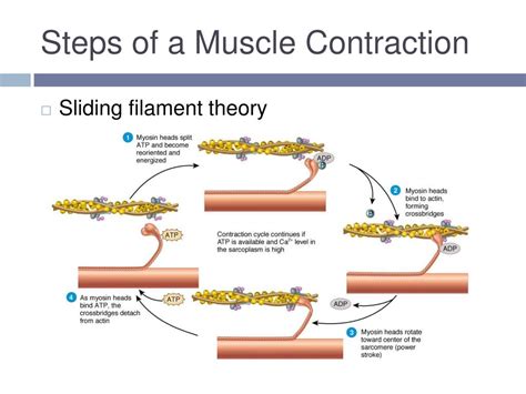 How Do Muscles Contract Sliding Filament Theory Corporis Sliding Filament Theory Worksheet Answers - Sliding Filament Theory Worksheet Answers