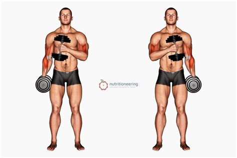 how do bolster do hammer curls