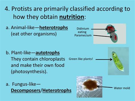 How Do Protists Eat