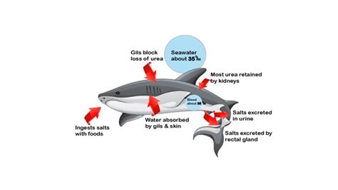 How Do Sharks Osmoregulate