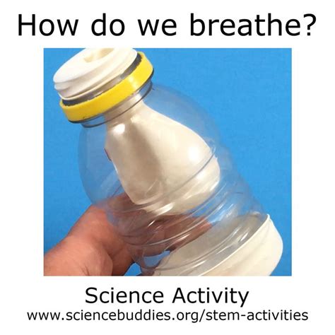How Do We Breathe Stem Activity Science Buddies Respiratory System Activities For Elementary Students - Respiratory System Activities For Elementary Students