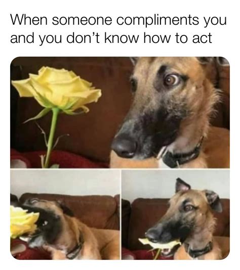 how do you compliment a womans dog