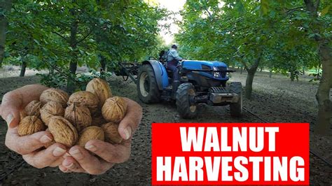 how do you harvest walnuts
