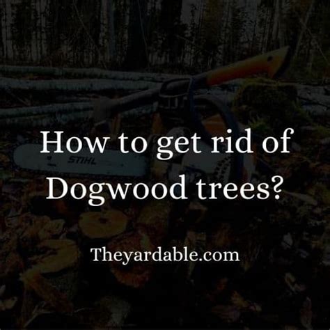 how do you kill a dogwood tree