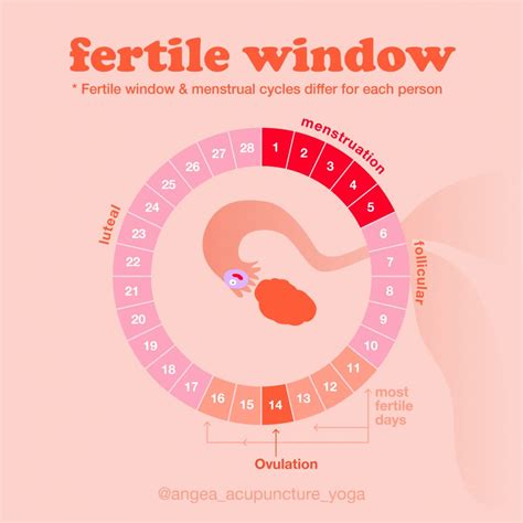how do you know how fertile a woman is