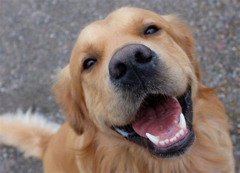 how do you teach a dog to smile