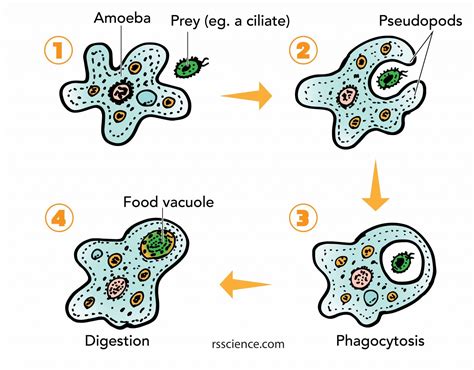 How Does Amoeba Engulf The Food Particles