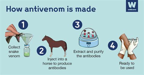 how does antivenom work in the body