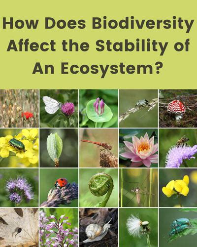 how does biodiversity affect ecosystem stability
