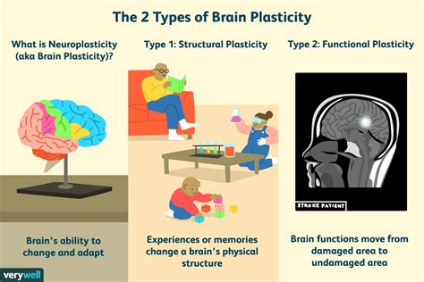 how does brain plasticity work