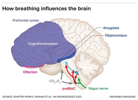 How Does Breathing Affect Your Brain Smithsonian Magazine Science Behind Deep Breathing - Science Behind Deep Breathing