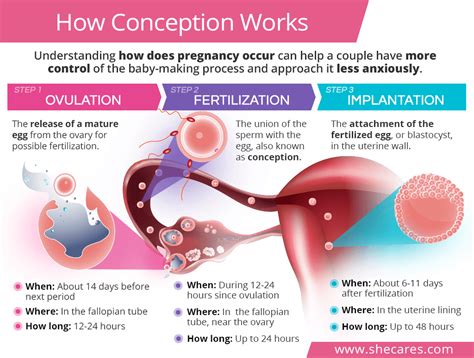 how does conception date work