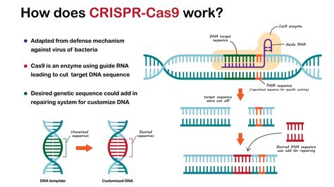 how does crispr work for dummies