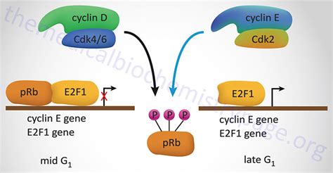 How Does E2f Become Active