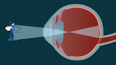 How Does Human Sight Work Bbc Bitesize Eye Diagram For Kids - Eye Diagram For Kids