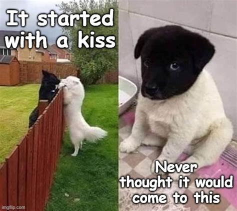 how does it feel after kissing dog meme