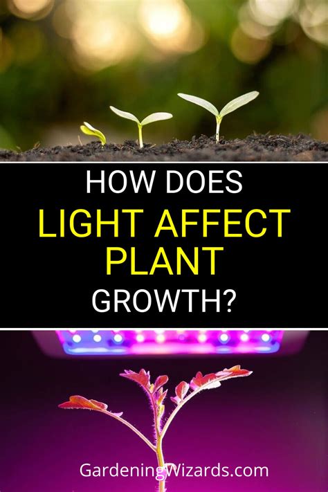 How Does Light Affect Root Growth Bioed Online Petry Rhythm Grade 3 Worksheet - Petry Rhythm Grade 3 Worksheet