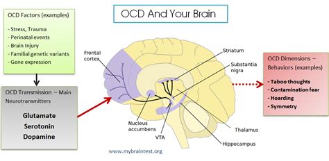 how does ocd work in the brain