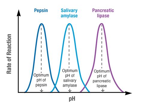 How Does Ph Affect Enzyme Activity