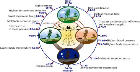 How Does The Biological Clock Tick