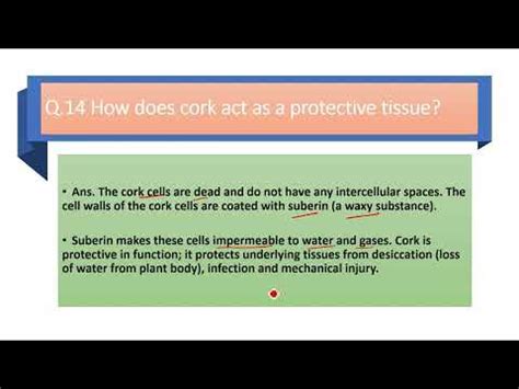 How Does The Cork Act As A Protective Tissue