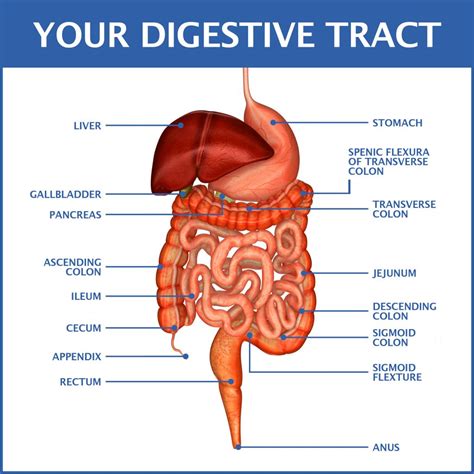 how does the digestive system help us