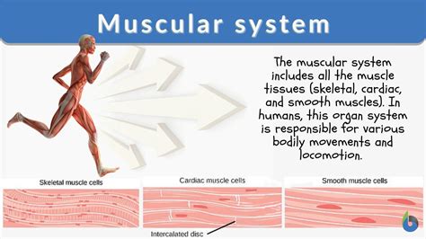How Does The Muscular System Maintain Homeostasis