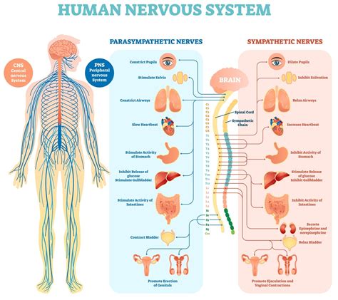 How Does The Nervous System Maintain Homeostasis