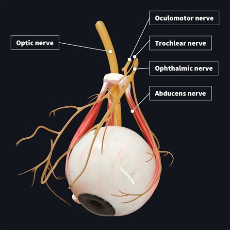 how does the optic nerve function