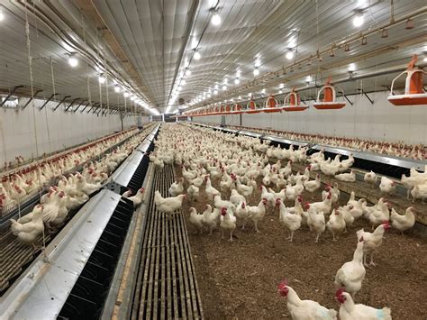 How Does The Poultry Indusrty Impact Economy