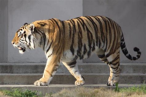 How Does The Tiger Walk In The Cage