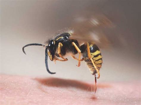 how does wasp sting effect the body? - Mini Pest