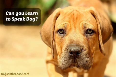 How Dogs Think Learn Communicate And Problem Solve Dog Science Experiments - Dog Science Experiments
